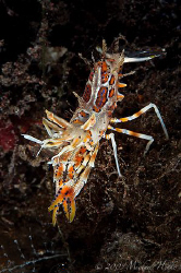 Phyllognathia ceratophthalmus - Tiger Shrimp by Michael Henke 